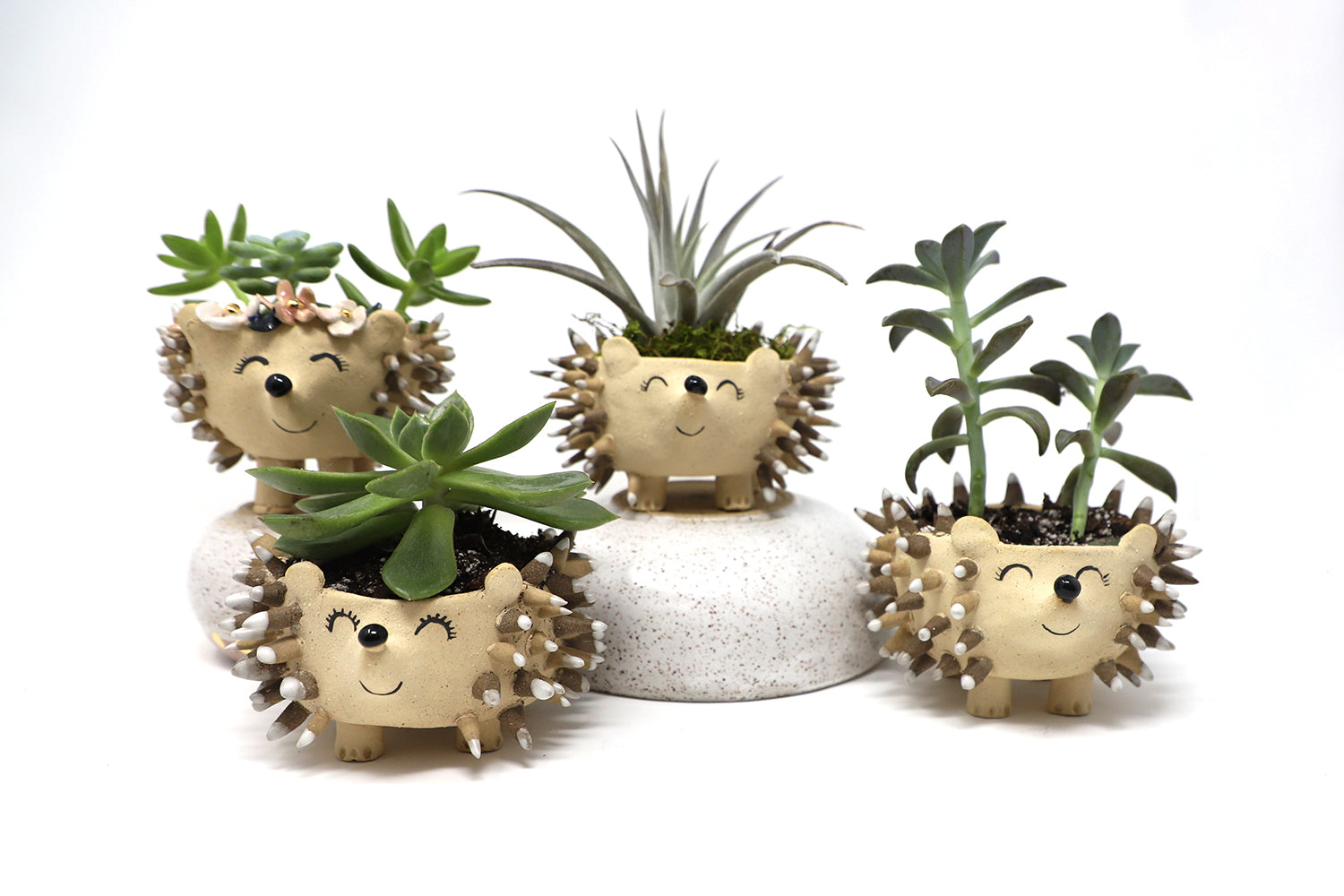 hedgehog succulent pot Hedgehog Planter – Erin West Ceramics